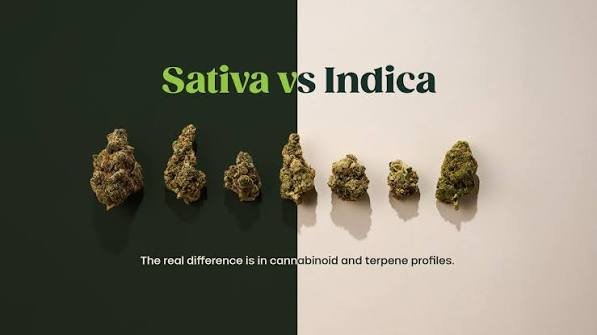 Indica vs Sativa