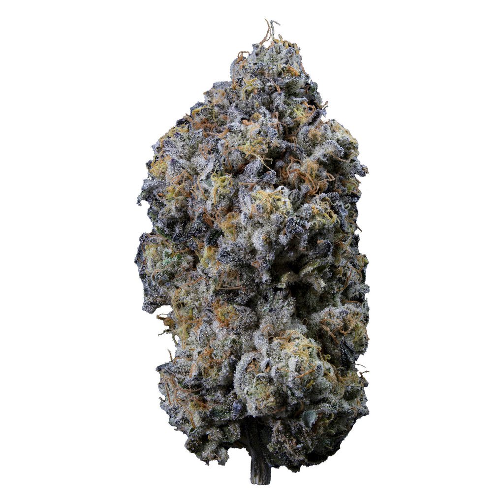 PINE MENTZ PETITES FLOWER LTO pine mentz petites flower lto
